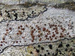 Attēlu rezultāti vaicājumam “Lecanora argentata”