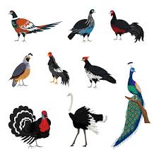 Attēlu rezultāti vaicājumam “Galliformes”