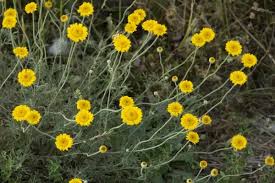 Image result for Anthemis tinctoria