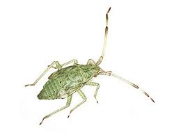 Attēlu rezultāti vaicājumam “Pantilius tunicatus imago”