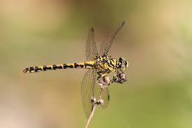 Attēlu rezultāti vaicājumam “Onychogomphus forcipatus”