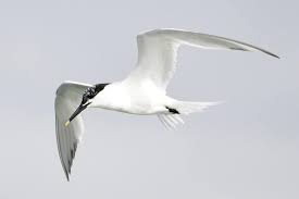 Attēlu rezultāti vaicājumam “Sterna sandvicensis”