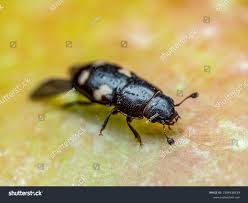 Attēlu rezultāti vaicājumam “Glischrochilus quadripunctatus imago”