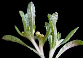 Attēlu rezultāti vaicājumam “Gnaphalium uliginosum leaf”