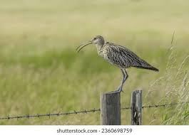 Attēlu rezultāti vaicājumam “Numenius arquata adult”