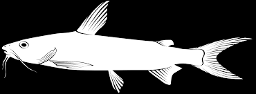 Image result for Ariopsis felis