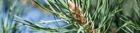 Attēlu rezultāti vaicājumam “Pinus sylvestris leaf”