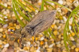 Attēlu rezultāti vaicājumam “Nepa cinerea nymph”