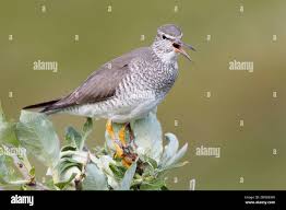 Image result for Tringa brevipes