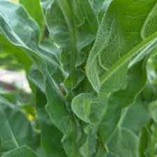 Attēlu rezultāti vaicājumam “Verbascum thapsus leaf”