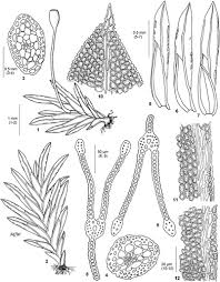 Attēlu rezultāti vaicājumam “Fissidens taxifolius sporophyte”