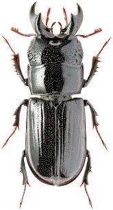 Attēlu rezultāti vaicājumam “Ceruchus chrysomelinus”