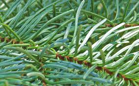 Attēlu rezultāti vaicājumam “Abies”