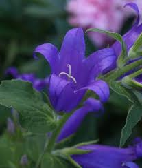 Attēlu rezultāti vaicājumam “Campanula latifolia leaf”