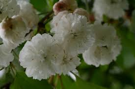 Attēlu rezultāti vaicājumam “Cerasus”