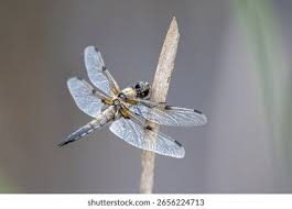 Attēlu rezultāti vaicājumam “Libellula quadrimaculata”