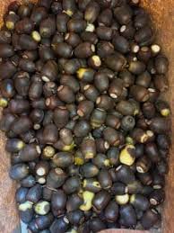 Attēlu rezultāti vaicājumam “Malva moschata alba fruit”