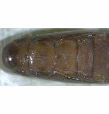 Attēlu rezultāti vaicājumam “Tischeria complanella larva”