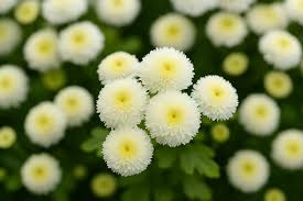 Image result for Tanacetum parthenium