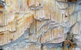 Attēlu rezultāti vaicājumam “Skeletocutis odora”