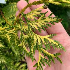 Attēlu rezultāti vaicājumam “Thuja plicata”