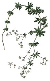 Attēlu rezultāti vaicājumam “Galium rivale”