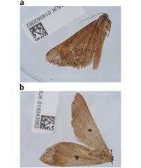 Attēlu rezultāti vaicājumam “Agriopis marginaria”