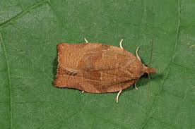 Attēlu rezultāti vaicājumam “Pandemis”