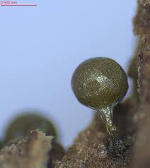 Attēlu rezultāti vaicājumam “Lamproderma arcyrioides macro”