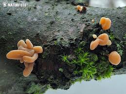 Attēlu rezultāti vaicājumam “Macrotyphula fistulosa”