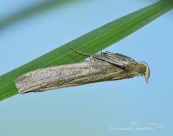 Attēlu rezultāti vaicājumam “Oncocera semirubella”