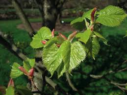 Attēlu rezultāti vaicājumam “Tilia amurensis”