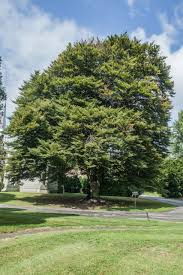 Attēlu rezultāti vaicājumam “Fagus sylvatica fo. laciniata”