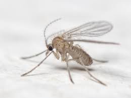 Attēlu rezultāti vaicājumam “Cystiphora sanguinea”