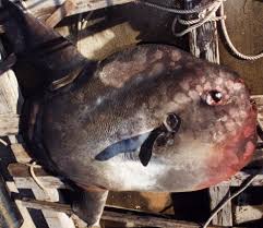 Image result for Mola alexandrini