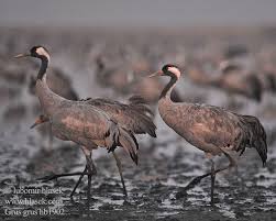 Attēlu rezultāti vaicājumam “Grus grus”