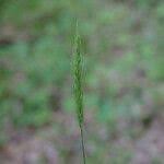 Attēlu rezultāti vaicājumam “Hordelymus europaeus fruit”