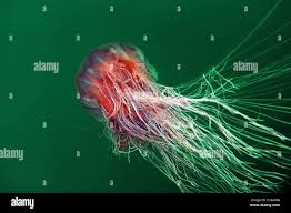 Image result for Cyanea capillata