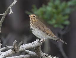 Image result for Catharus ustulatus