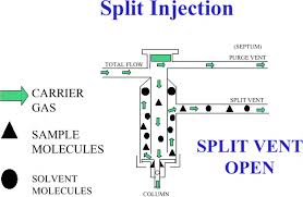 Image result for Splitz Gc