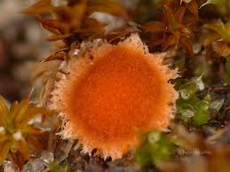 Attēlu rezultāti vaicājumam “Lamprospora tortulae-ruralis”