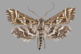 Attēlu rezultāti vaicājumam “Diasemia reticularis”