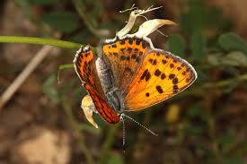 Attēlu rezultāti vaicājumam “Lycaeniinae”