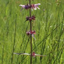 Attēlu rezultāti vaicājumam “Stachys palustris bud”