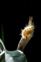 Attēlu rezultāti vaicājumam “Acronicta megacephala larva”