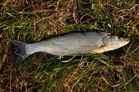 Image result for Aspius aspius