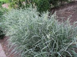 Attēlu rezultāti vaicājumam “Phalaroides arundinacea leaf”