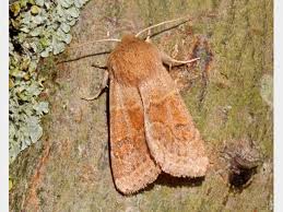 Attēlu rezultāti vaicājumam “Orthosia opima”