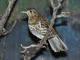 Image result for Zoothera dauma