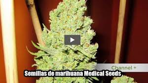 Resultado de imagen para la marihuana channel